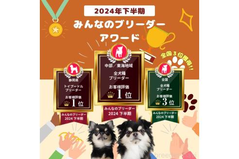 成約済の静岡県のミニチュアダックスフンド(ロングヘアード)-370995の3枚目